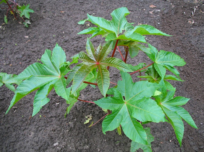 Ricinus communis